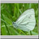 Pieris napi - Gruenaderweissling 01.jpg